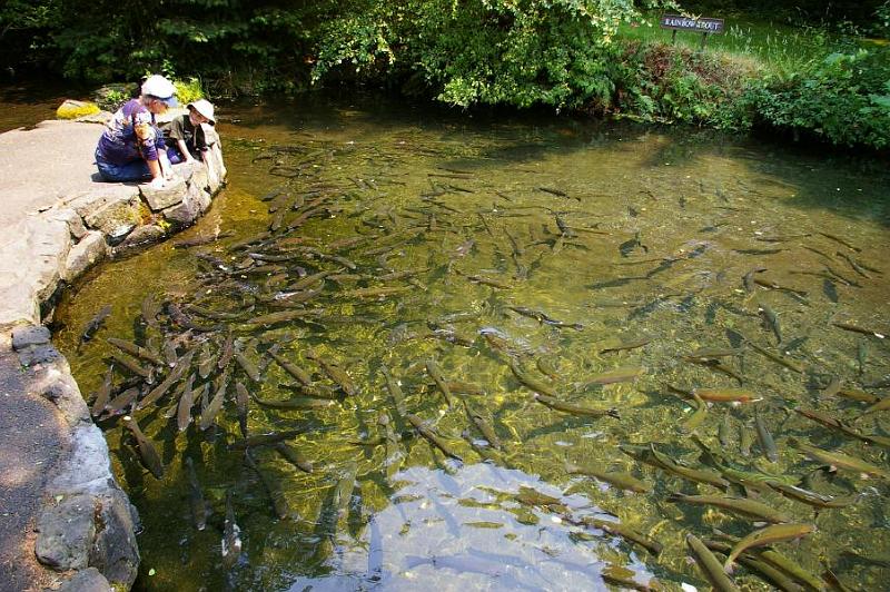 hatchery 1.jpg
